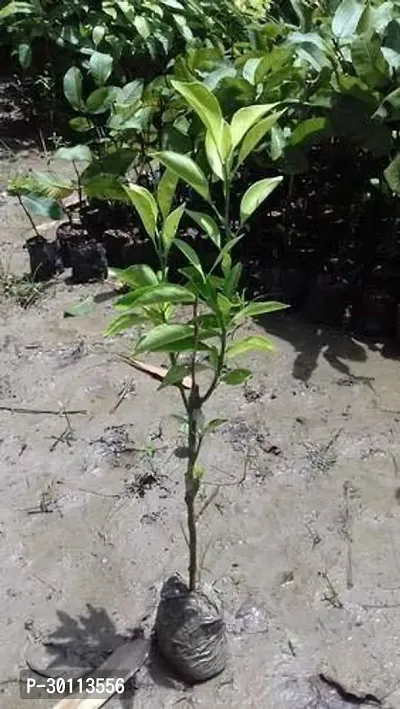 URAN Lemon Plant-thumb2