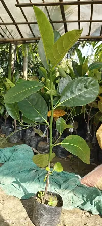 URAN Jackfruit Plant-thumb1