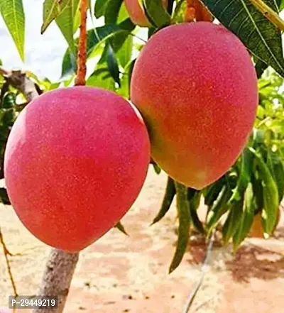 Mango PlantHybrid And Grafted Easy To Grow | Plant With Growing Bag| Plant Hight 1.5-1.377 Fit [S890]-thumb0