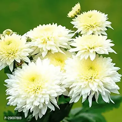 Chrysanthemums/ Guldavari Plant-thumb0