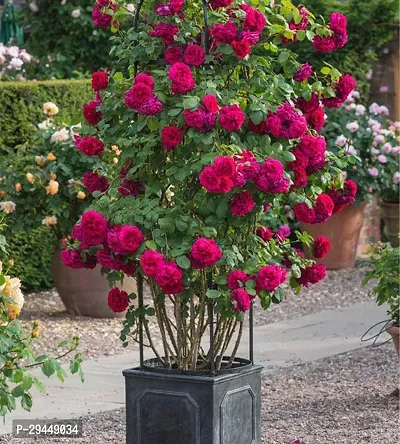 Rose PlantHybrid And Grafted Easy To Grow | Plant With Growing Bag| Plant Hight 1.5-1.193 Fit [S706]-thumb0