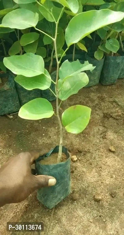 URAN Red Sandalwood Plant-thumb0