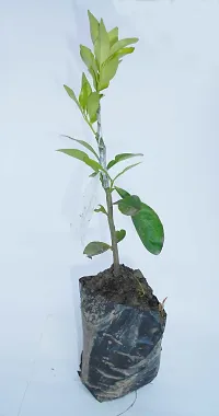 Lemon Plant-thumb2