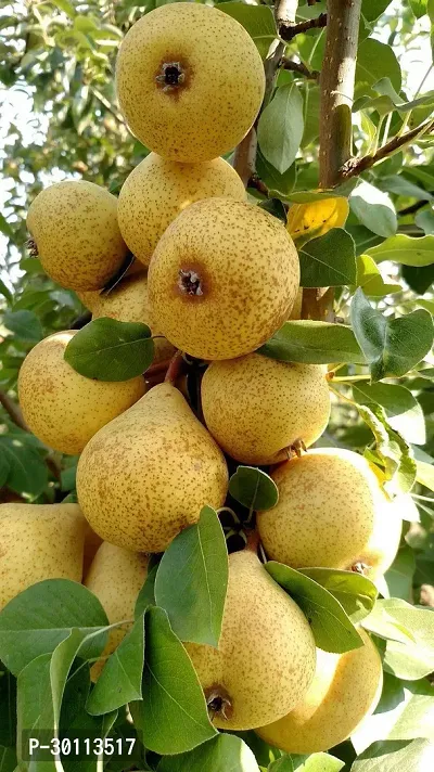 URAN Pear Plant-thumb0