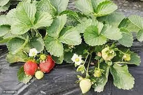 Strawberry PlantHybrid And Grafted Easy To Grow | Plant With Growing Bag| Plant Hight 1.5-1.237 Fit [S750]-thumb0