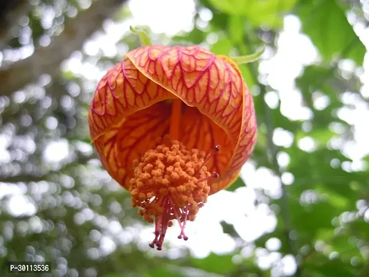 URAN Hibiscus Plant-thumb0