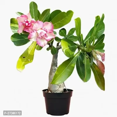 Adenium PlantHybrid And GraftedEasy To Grow[AN1001][a067]-thumb0