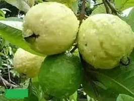 URAN Guava Plant-thumb1