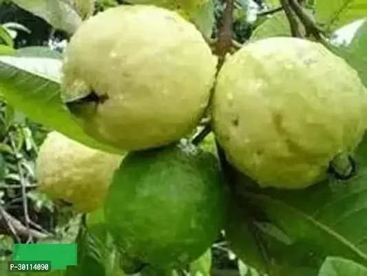 URAN Guava Plant-thumb2