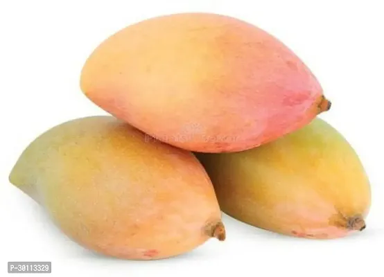 URAN Mango Plant