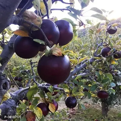 URAN  Apple Plant