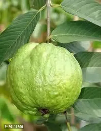 URAN Guava Plant-thumb0