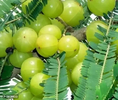 URAN Amla Plant-thumb3