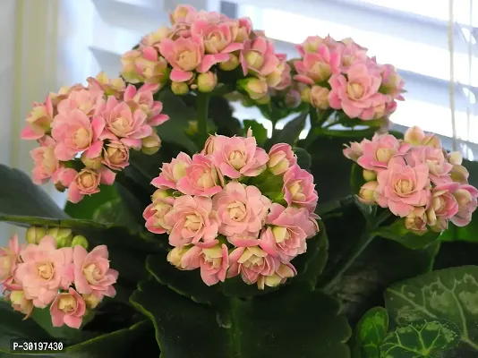 URAN  Kalanchoe Plant-thumb0