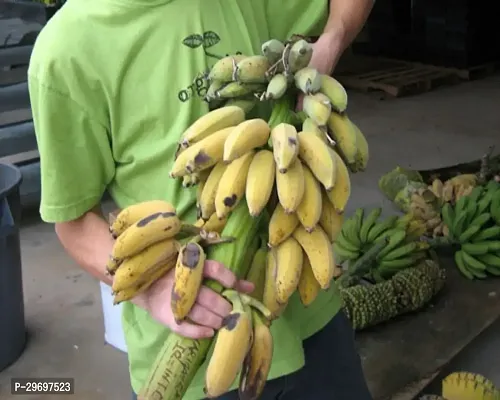 Banana Plant