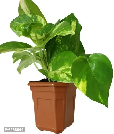 Money Plant