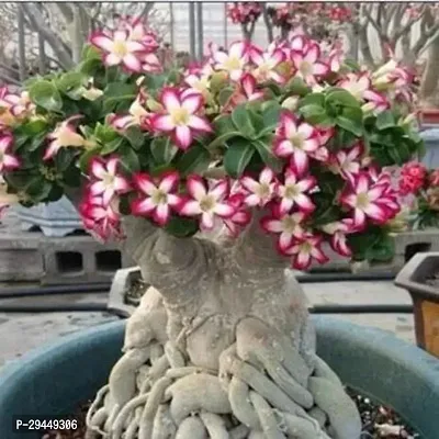 Adenium Hybrid Plant And Grafted Easy To Grow-thumb0