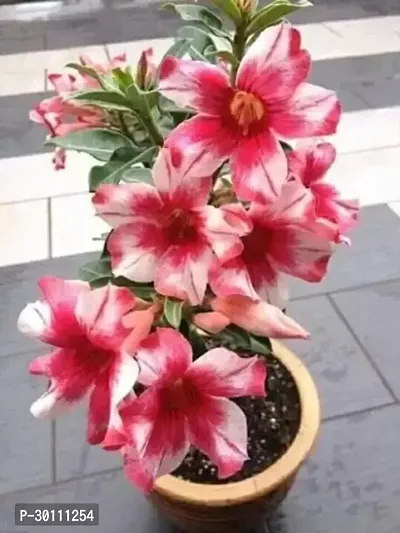 URAN Adenium Plant-thumb0