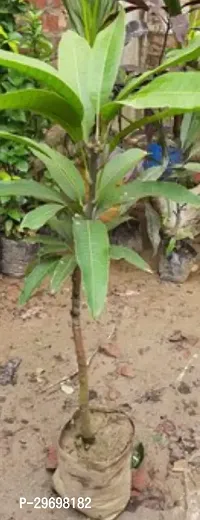 Mango Plant