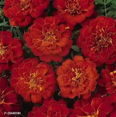 Marigold PlantHybrid And Grafted Easy To Grow | Plant With Growing Bag| Plant Hight 1.5-1.263 Fit [S776]-thumb0