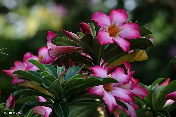 URAN Adenium Plant-thumb0