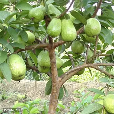 Guava PlantHybrid And Grafted Easy To Grow | Plant With Growing Bag| Plant Hight 1.5-1.32 Fit [S545]-thumb0