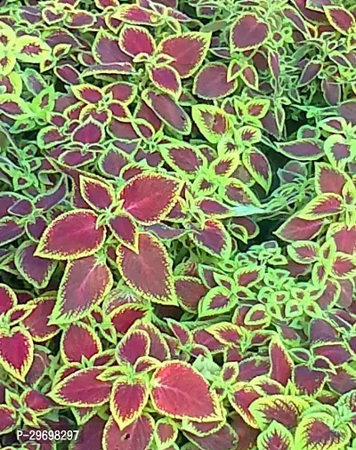 Coleus Plant-thumb0