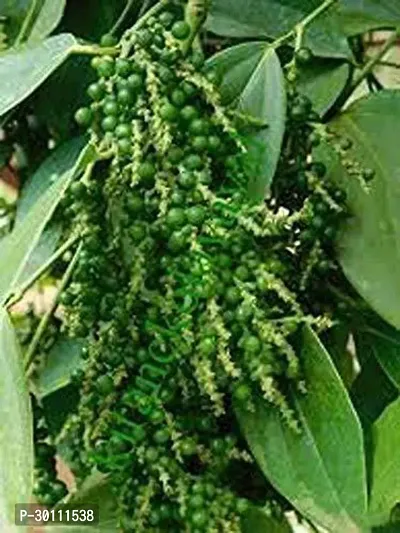 URAN Black Pepper Plant-thumb0