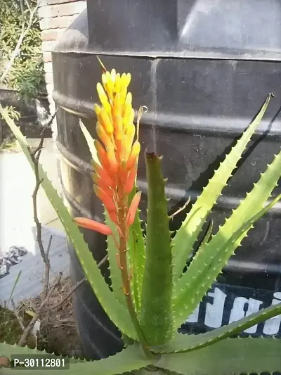 URAN Aloe Vera Plant-thumb0