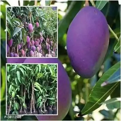 URAN Mango Plant-thumb0