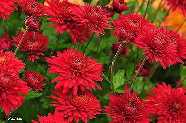 Dahlia PlantHybrid And Grafted Easy To Grow | Plant With Growing Bag| Plant Hight 1.5-1.303 Fit [S816]-thumb0