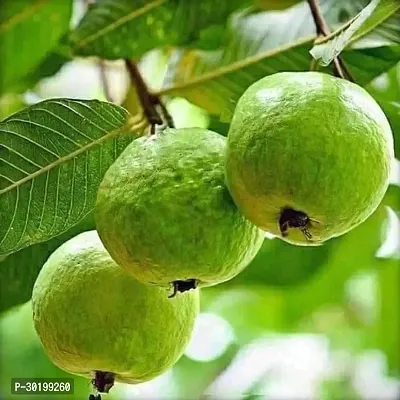 URAN Guava Plant-thumb0