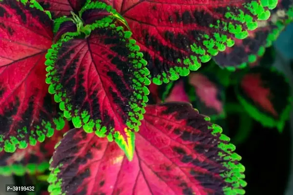 URAN Coleus Plant-thumb0