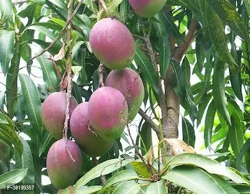 URAN Mango Plant-thumb0