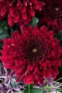 Chrysanthemums/ Guldavari Plant-thumb2