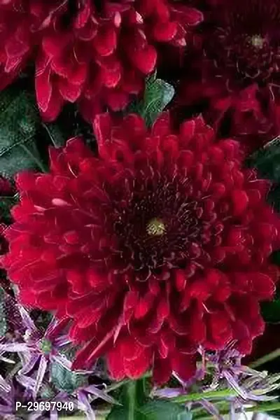 Chrysanthemums/ Guldavari Plant-thumb3