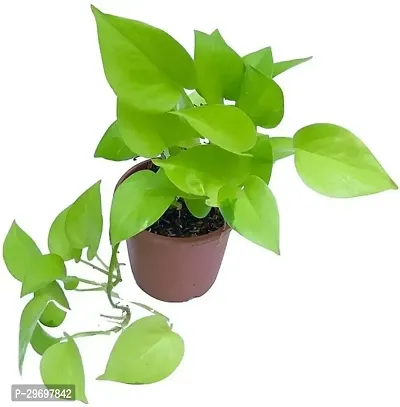 Betel Leaf Plant-thumb2