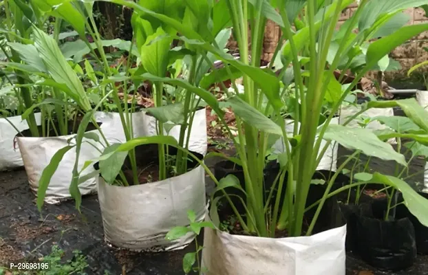 Turmeric Plant