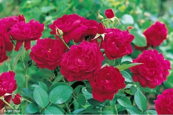 URAN Rose Plant-thumb0