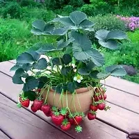 Strawberry Plant-thumb1