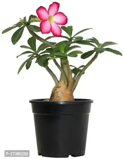 Adenium PlantHybrid And GraftedEasy To Grow[AN1001][a184]-thumb0