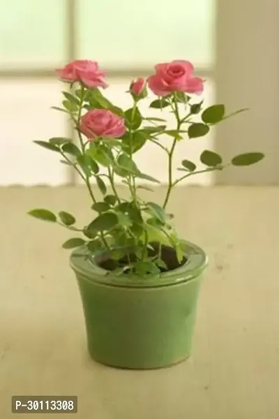 URAN Rose Plant