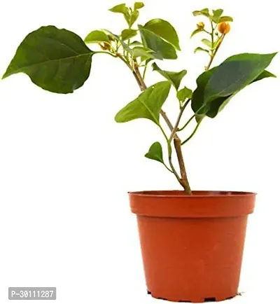 URAN Baugainvillea Plant-thumb0