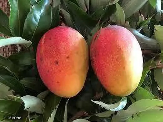 URAN Mango Plant-thumb0