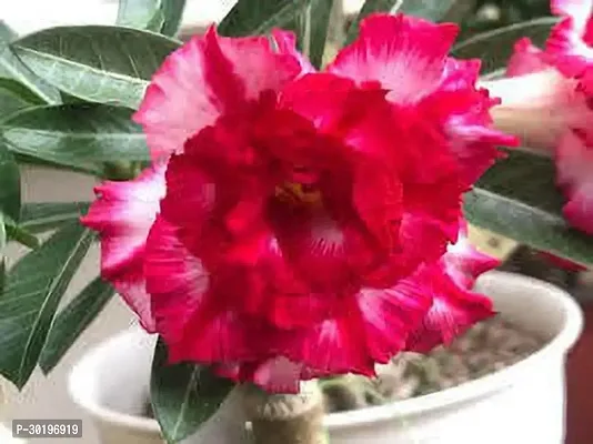 URAN  Adenium Plant-thumb0