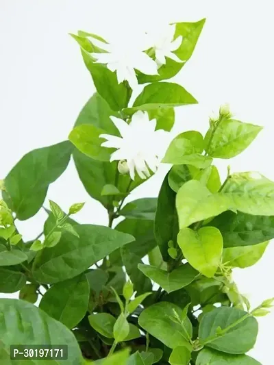 URAN  Jasmine Plant-thumb0