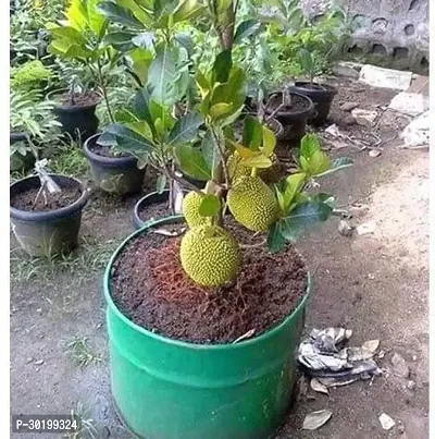 URAN Jackfruit Plant-thumb0