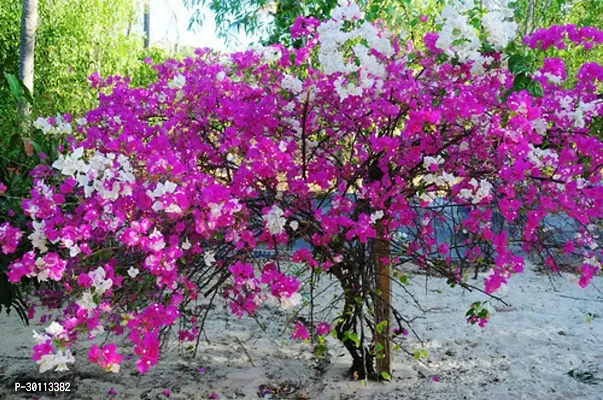 URAN Bougainvillea Plant-thumb0