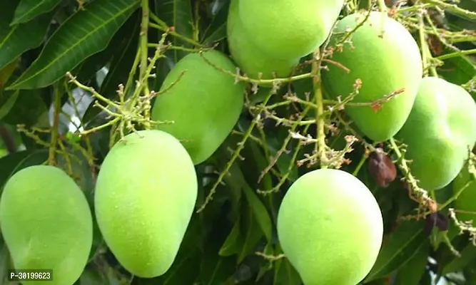 URAN Mango Plant-thumb0