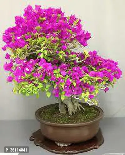 URAN Bougainvillea Plant-thumb0